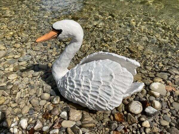 Schwan, Flügel geöffnet – Bild 2