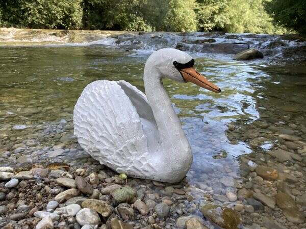 Schwan, Flügel geöffnet